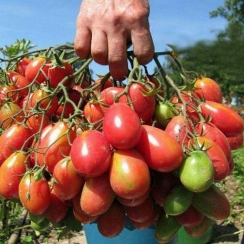 Solanum lycopersicum 'Chio Chio San' - Harilik tomat 'Chio Chio San'